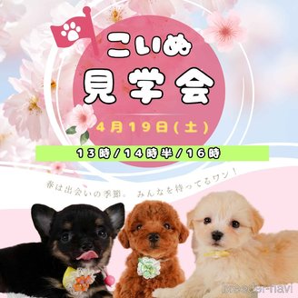 成約済の静岡県のトイプードル-381686の3枚目